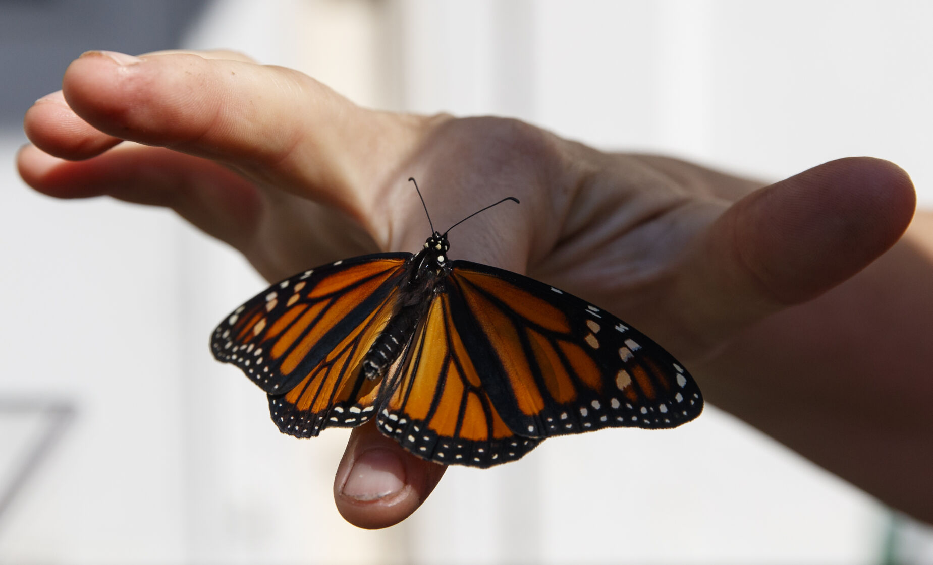 Endangered Species Wing and a Prayer